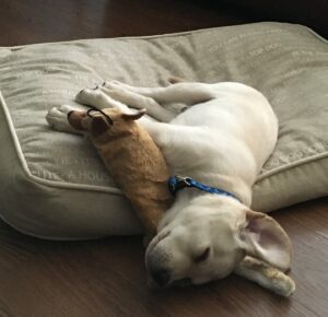 Dog laying on a pillow